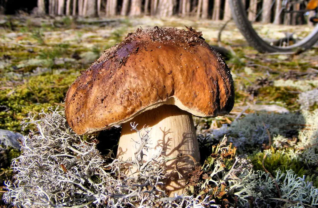 Grzybobranie w okolicznym lesie - kosz z borowikami